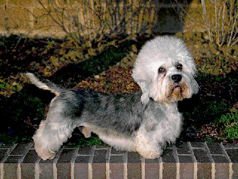 akc认证的犬种,akc认可的148个犬种