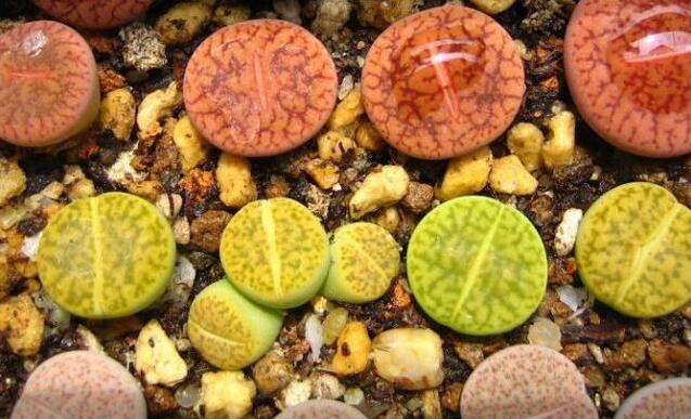 多肉生石花绿色是什么品种,多肉植物生石花干瘪软