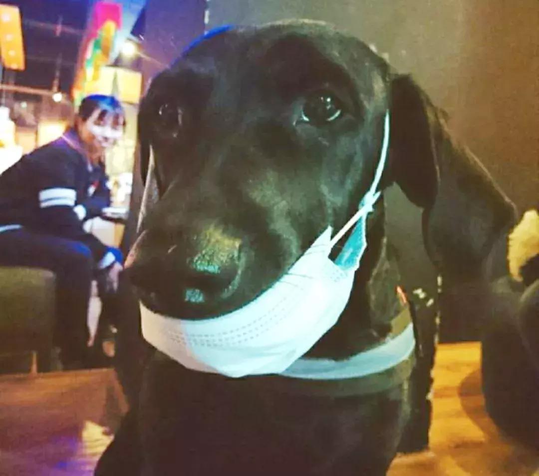 成都的十条网红狗，有的住豪宅穿名牌，比人活得还巴适