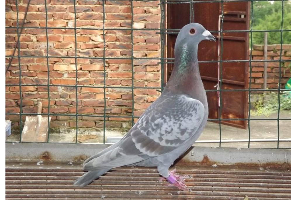 春季到了，鸽子进入了繁殖期，这些事情你做了吗？