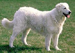 akc认证的犬种,akc认可的148个犬种