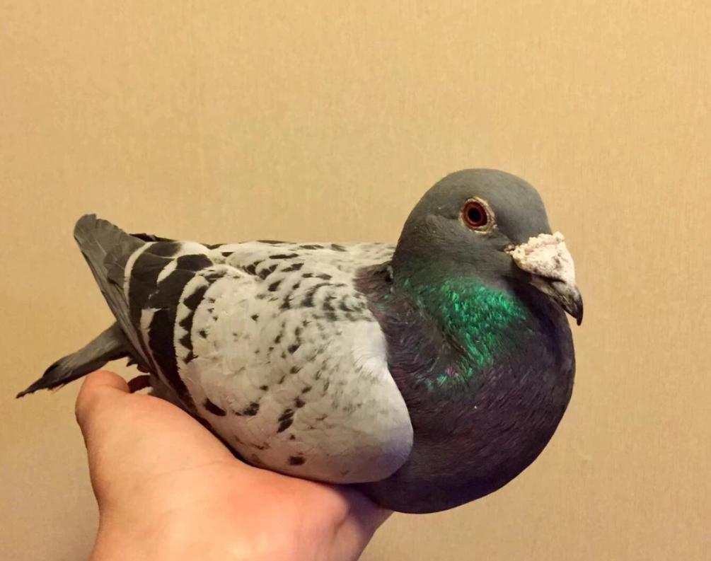 雌鸽不旺怎么办,当年的雌鸽下蛋慢