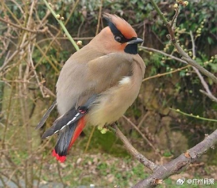 年会抽中11万元,年会抽中iphone