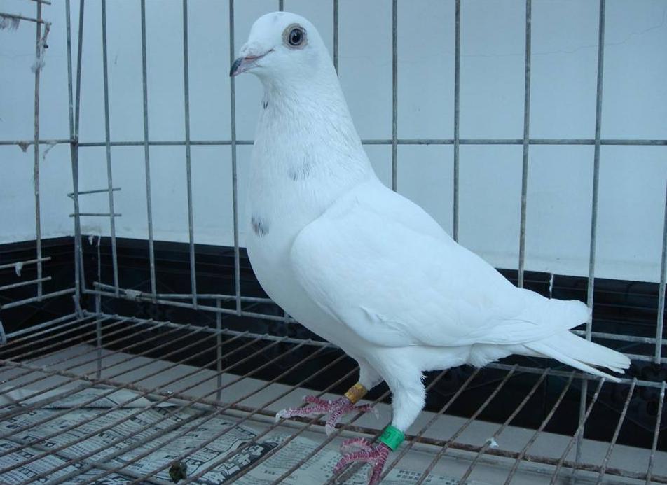 春季到了，鸽子进入了繁殖期，这些事情你做了吗？