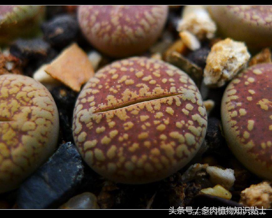 生石花多肉的品种,多肉植物生石花品种大全