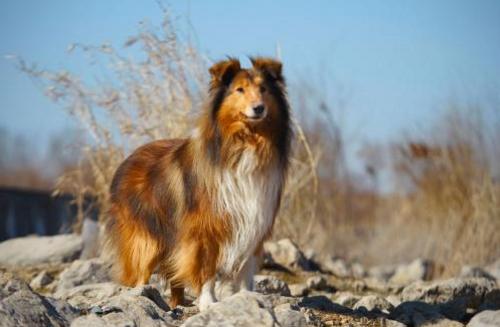 狗年养什么宠物,什么狗是旺财旺家的好狗