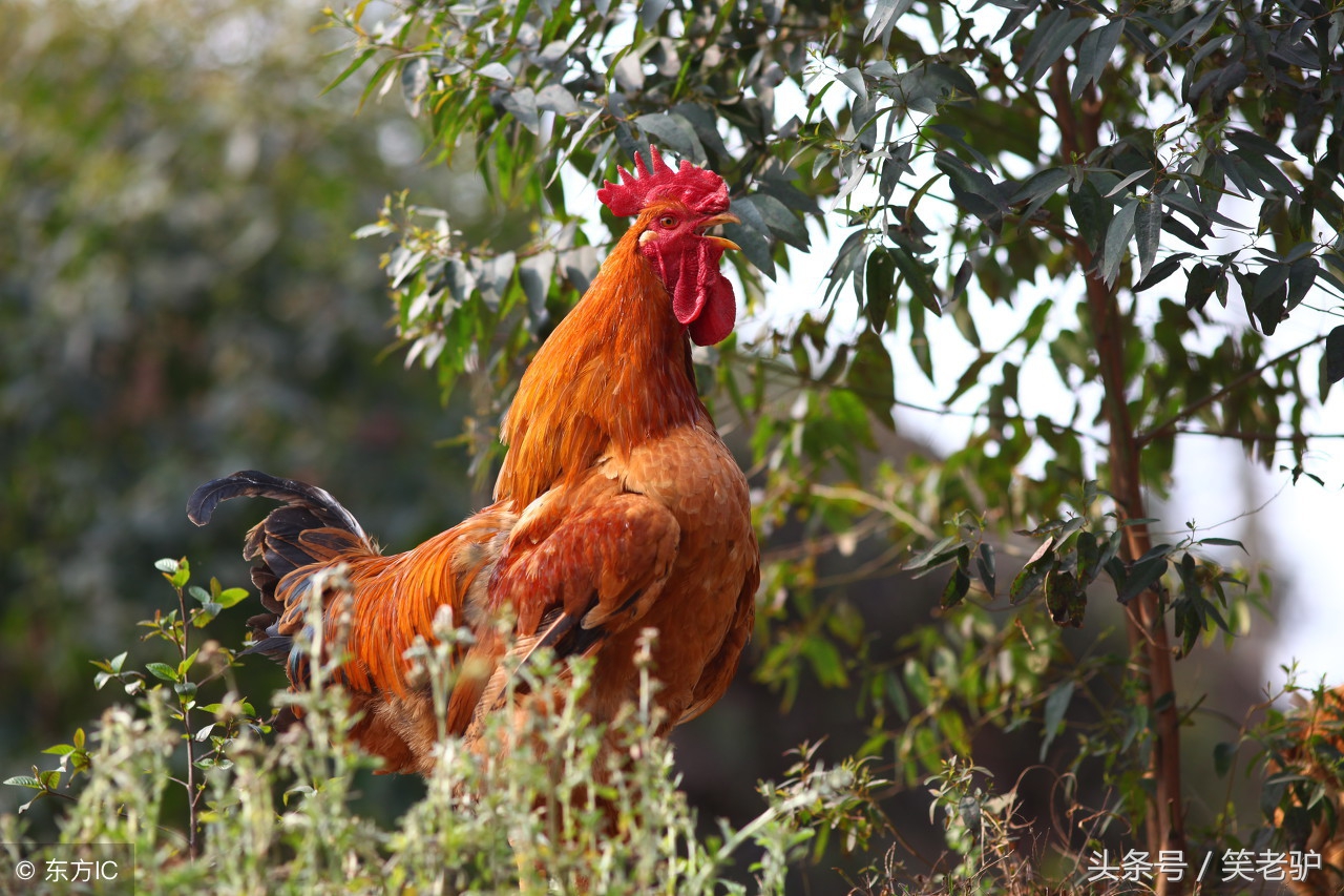 农民大叔要杀鸡，款待城里来拜年的侄子，侄子边抢边说我来杀吧