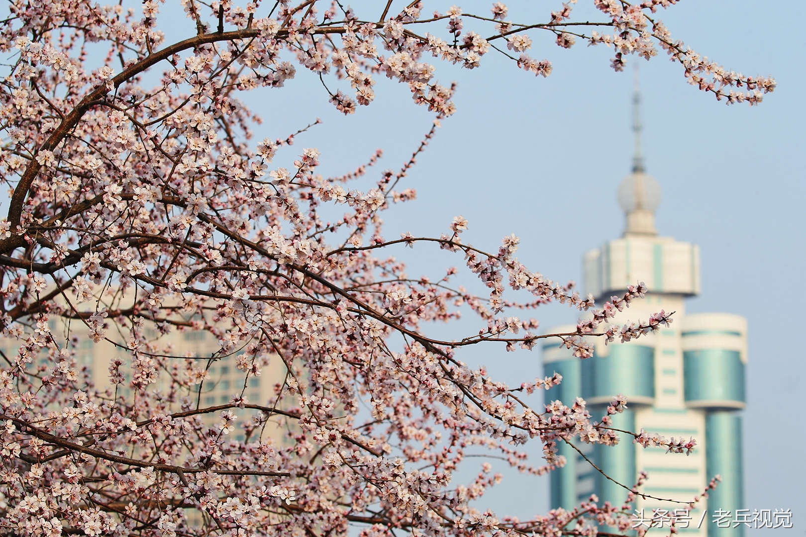 从大连到杭州上海苏州,大连到杭州旅行