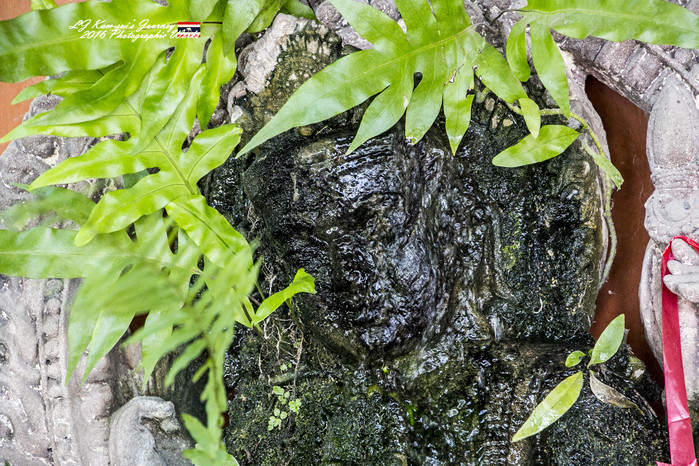 泰国清迈县旅行者,清迈佛寺之城等你采撷的泰北玫瑰
