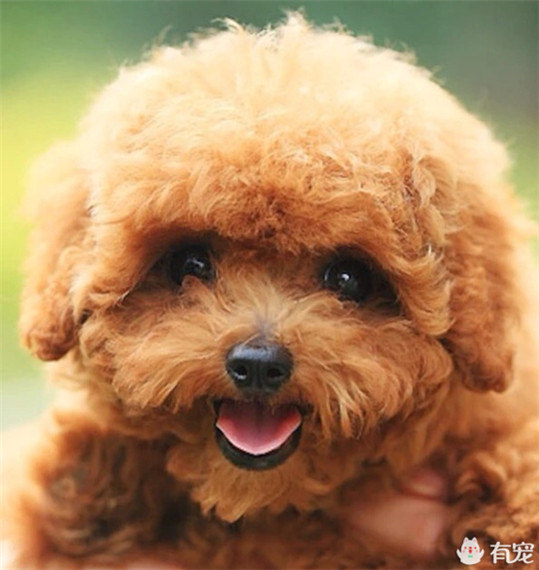 小泰迪看人吃东西馋,小泰迪饿的嚎叫