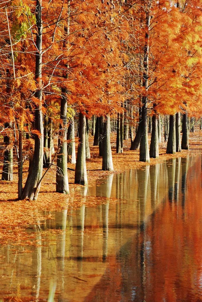 土著带你游东京,土著带你游重庆