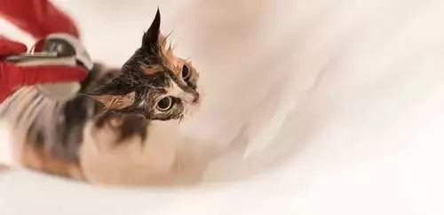 盘点那些怕水的猫咪,盘点那些不怕水的猫咪