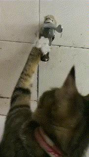 盘点那些怕水的猫咪,盘点那些不怕水的猫咪