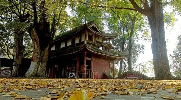 「爱上这座城」满地尽带“黄金甲”的崇州，会是怎样的惊艳？