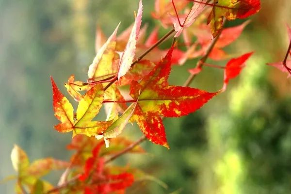 「爱上这座城」满地尽带“黄金甲”的崇州，会是怎样的惊艳？