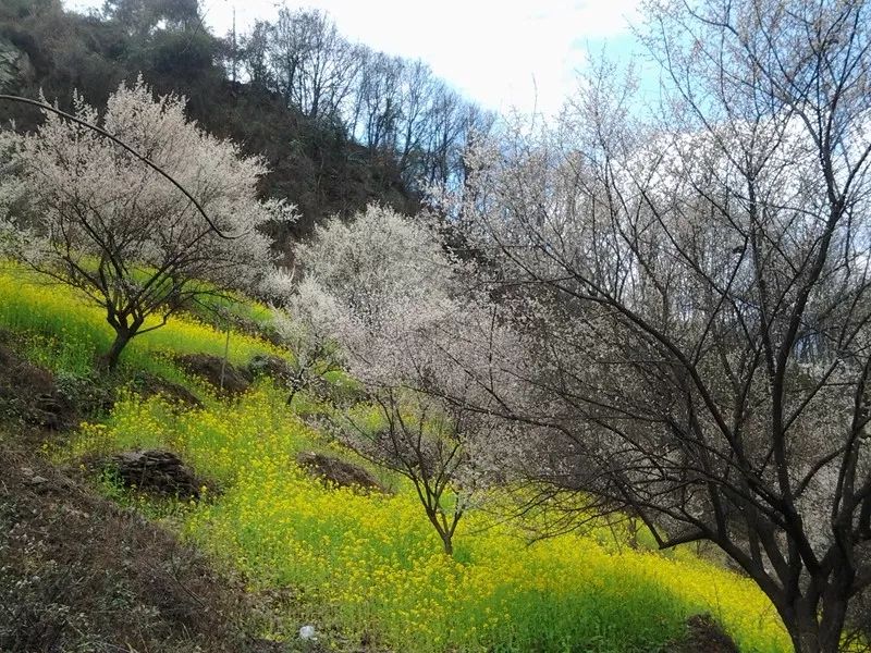 青梅已盛开旅游攻略,青梅已盛开