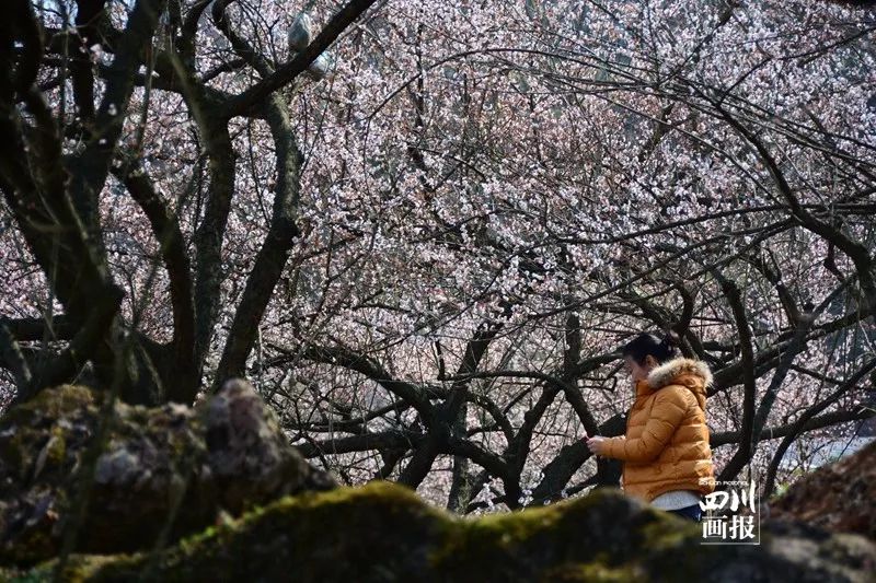 青梅已盛开旅游攻略,青梅已盛开
