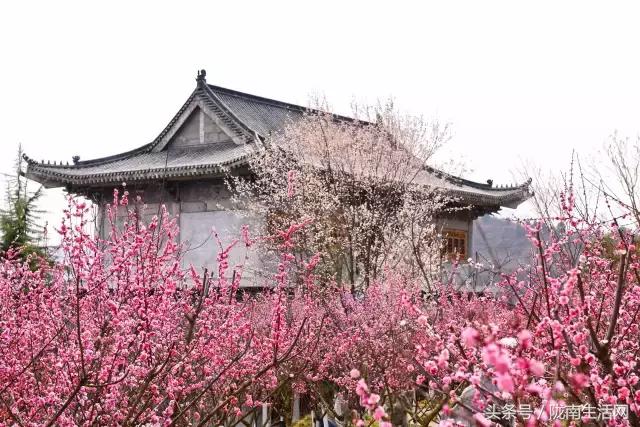 陇南梅园风景区,陇南康县梅园