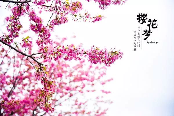 樱花梦日语,永福樱花之旅