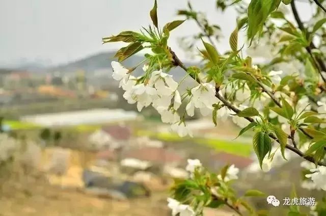 樱花开了！该寻觅浪漫了！请收好这份赏樱地图！