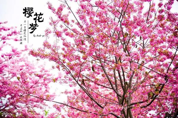 樱花梦日语,永福樱花之旅