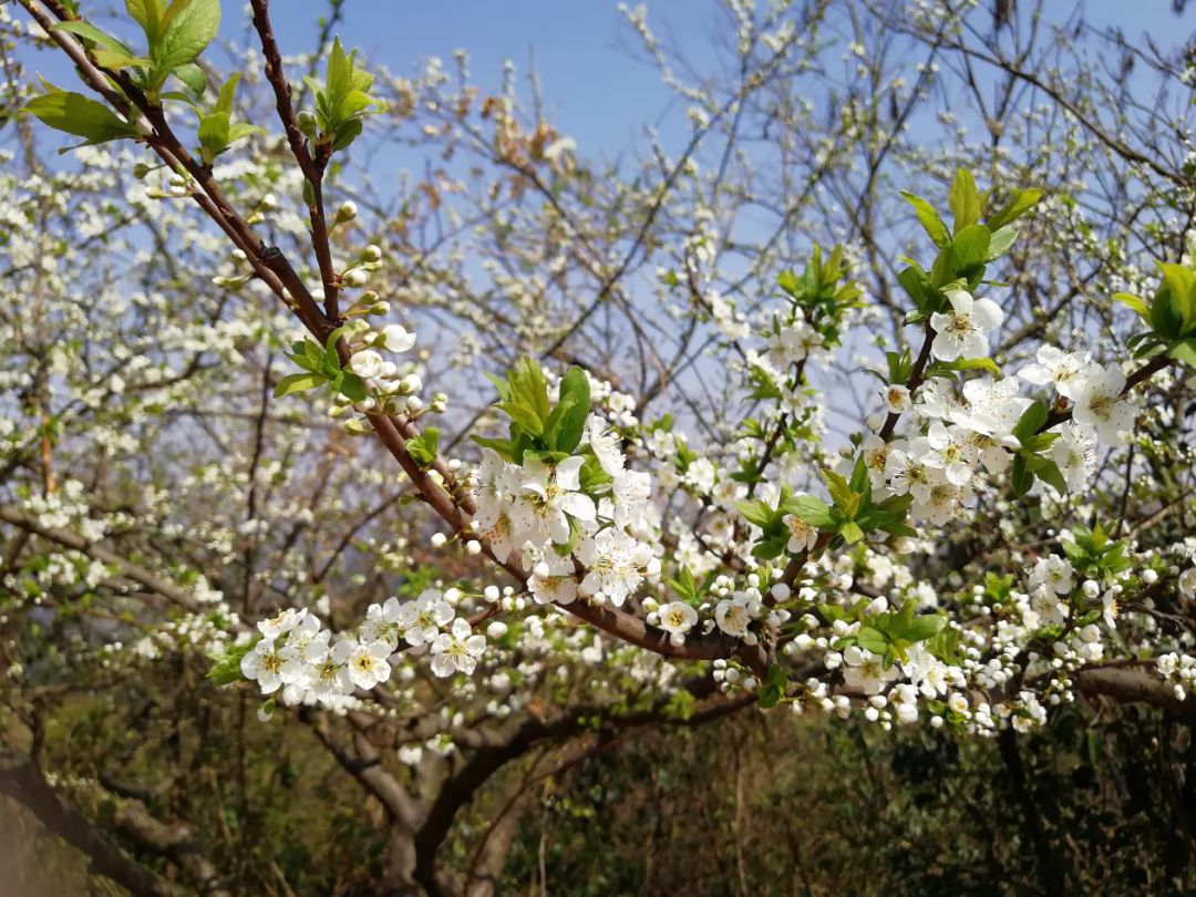 十里春风、百亩桃园，来龙泉驿，你拥有的不止这些！