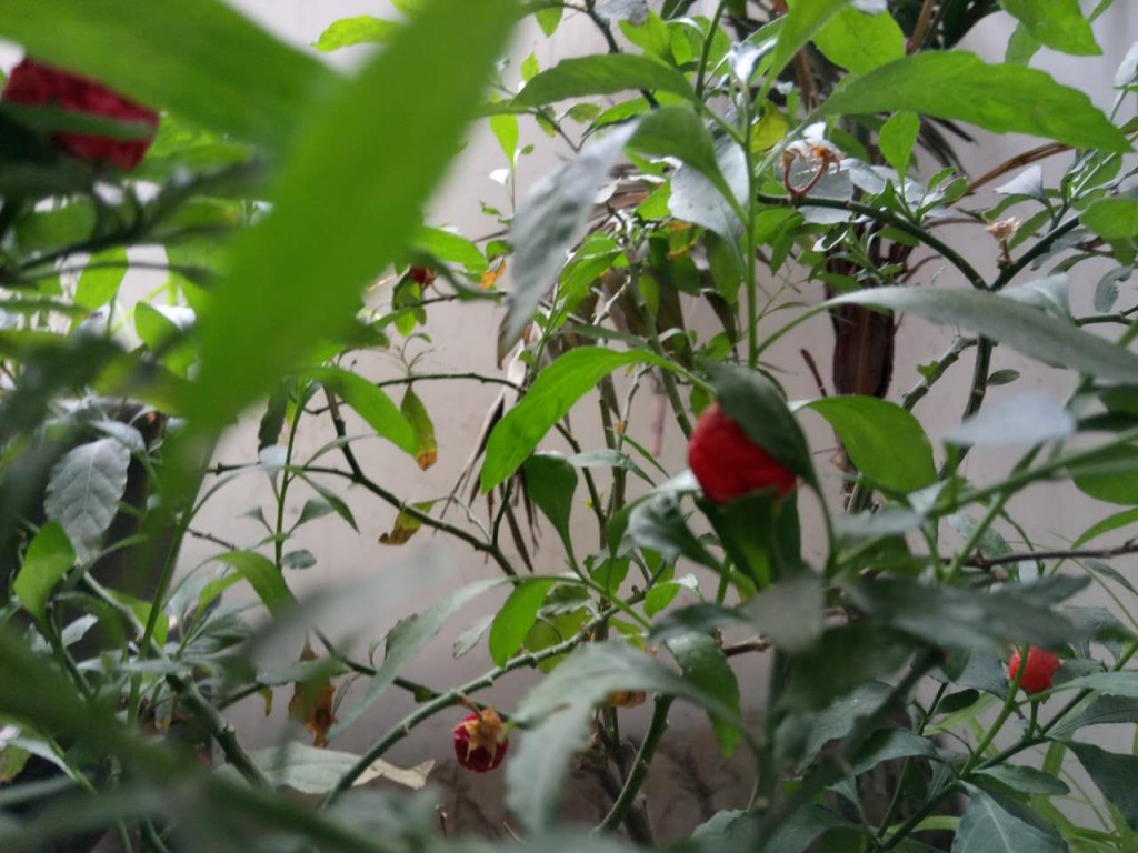 乐视2游戏测评,乐视2现在还值得入手吗