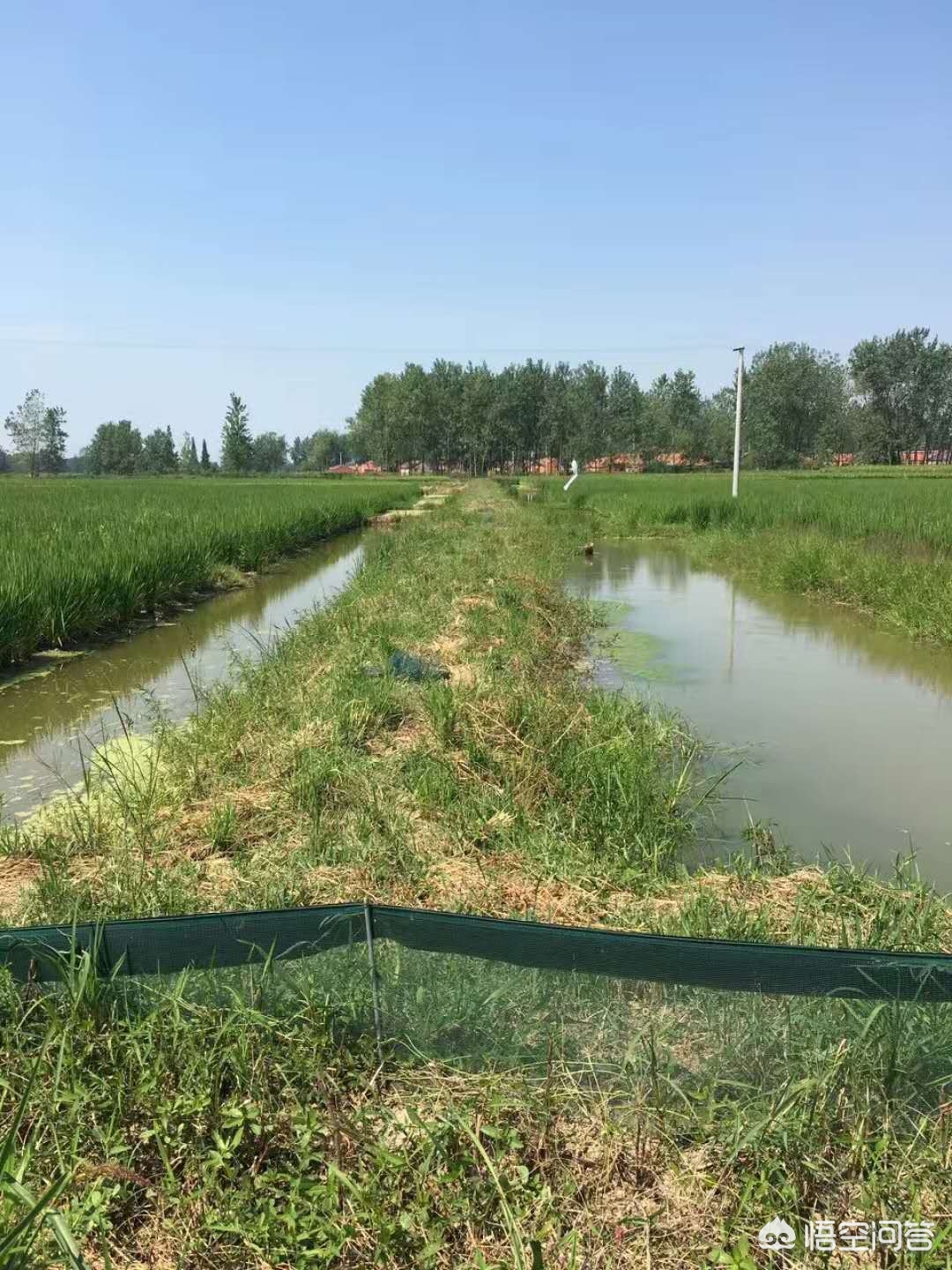 小龙虾养殖一亩投资成本和利润,小龙虾的养殖成本及利润是多少