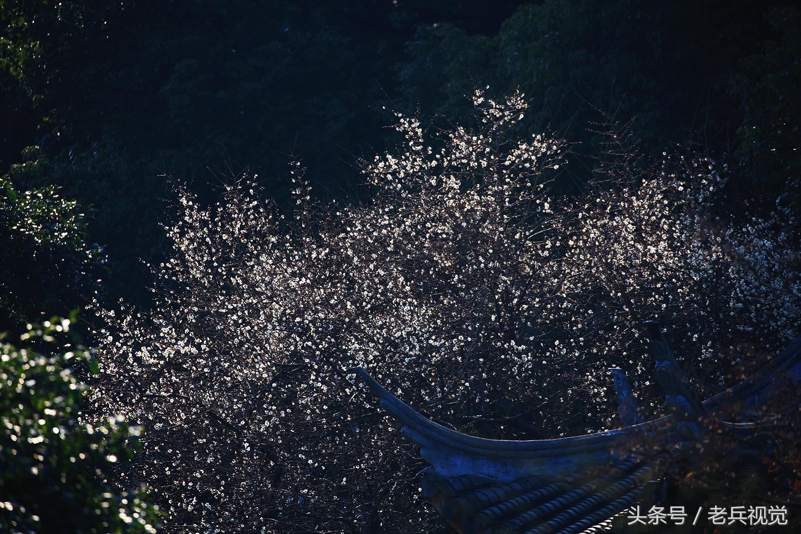 从大连到杭州上海苏州,大连到杭州旅行