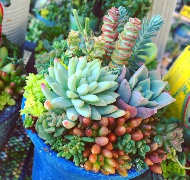 有一家多肉解忧杂货铺是一种怎样的体验