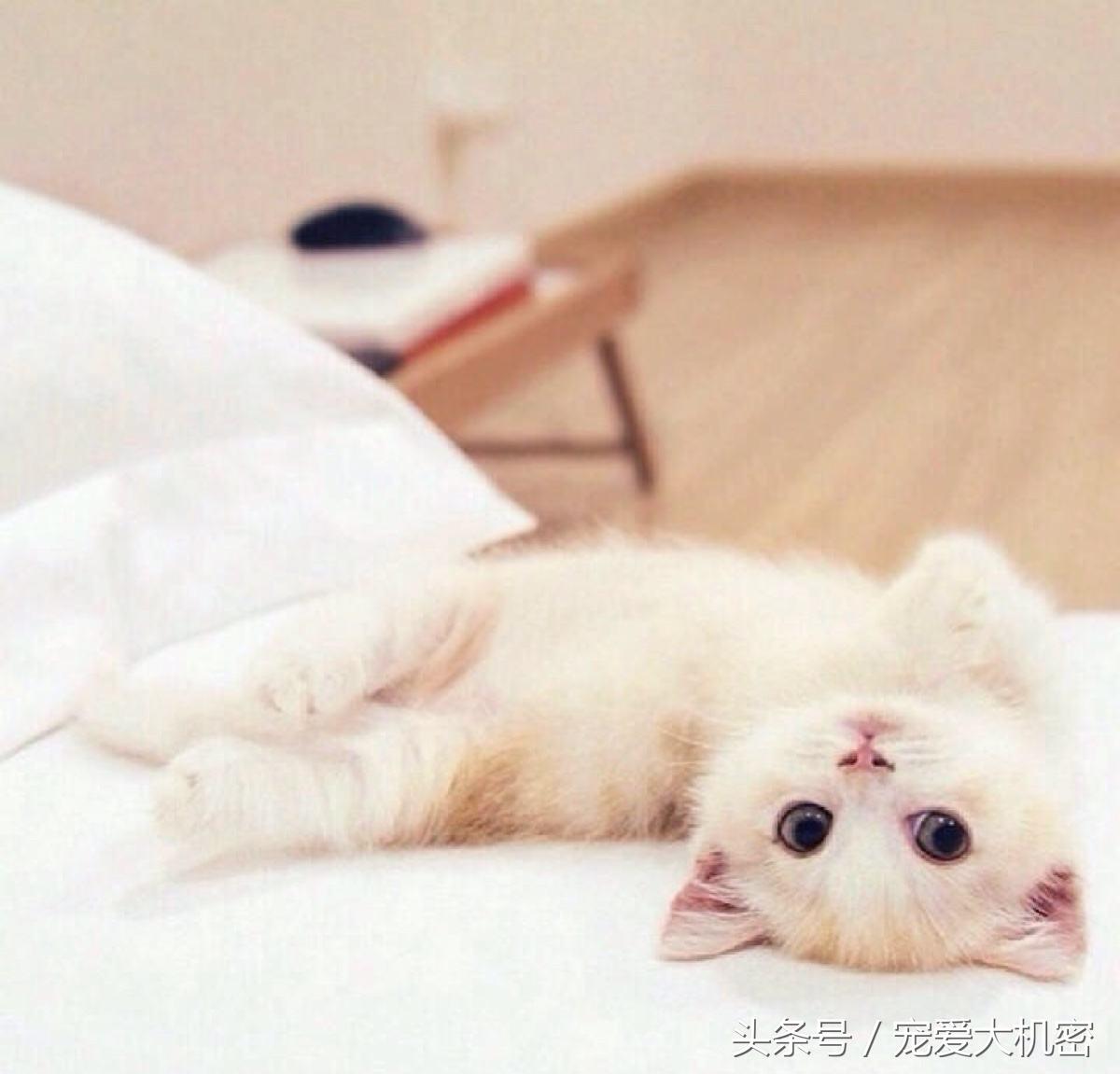 被猫咪抓伤了怎么办会得狂犬病,猫咪抓伤怎么处理