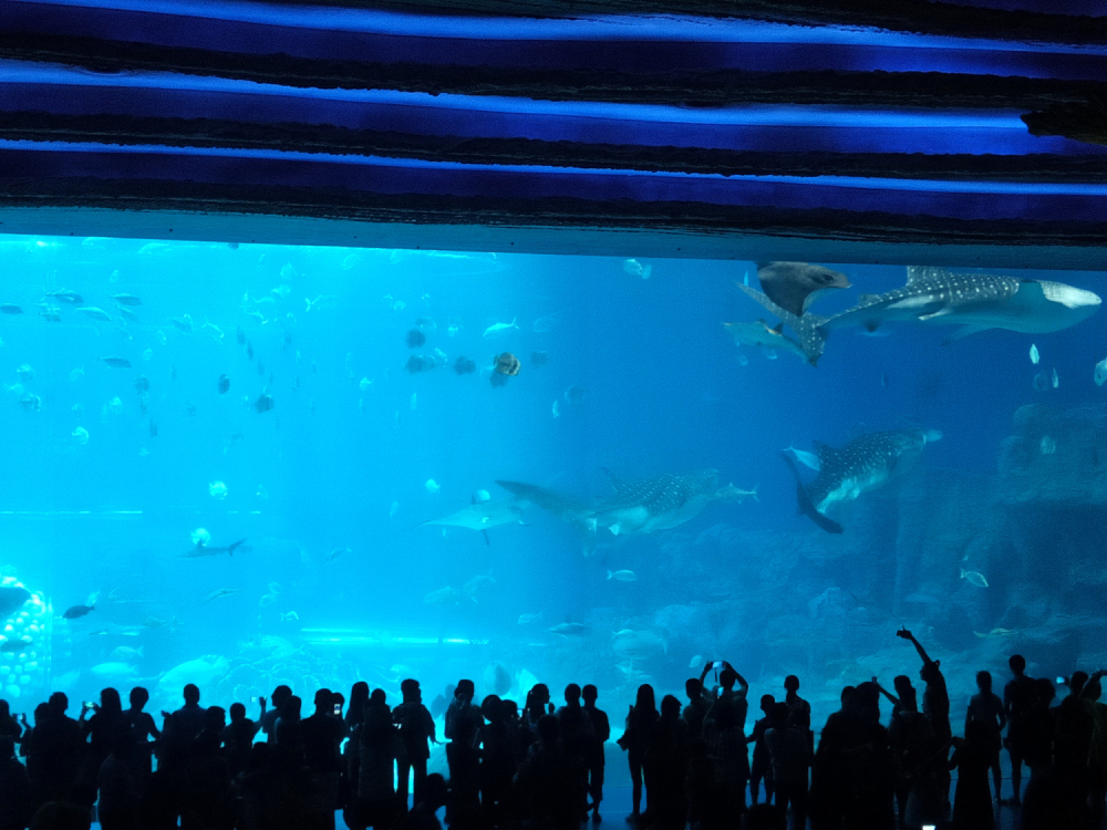 去珠海长隆海洋王国住哪里好,玩转珠海长隆海洋王国全攻略