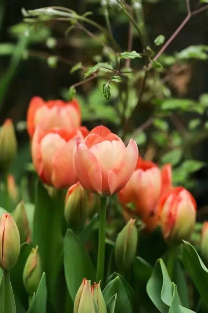 郁金香开花后怎么处理视频,郁金香开花过后怎么处理