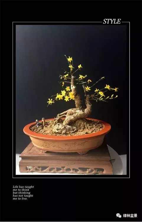 造型独特的迎春花盆景,迎春花盆景有哪些造型特点