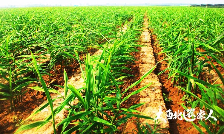 生姜施肥用硫酸钾还是硝酸钾好,生姜种植用黄豆施肥效果好吗