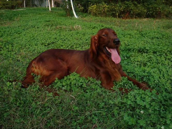 了解狗狗的十大冷知识,狗年狗狗的运势怎么样