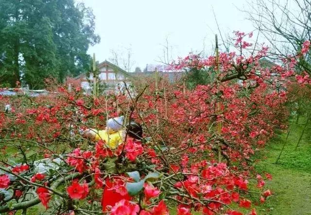 海棠花全部盛开,中国最大的海棠花观赏地