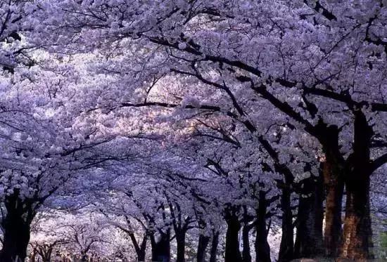 中国有哪些樱花好看,看樱花中国