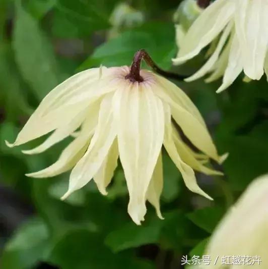 花卉界“奥斯卡”切尔西花展：无限美的花园设计是怎样的？