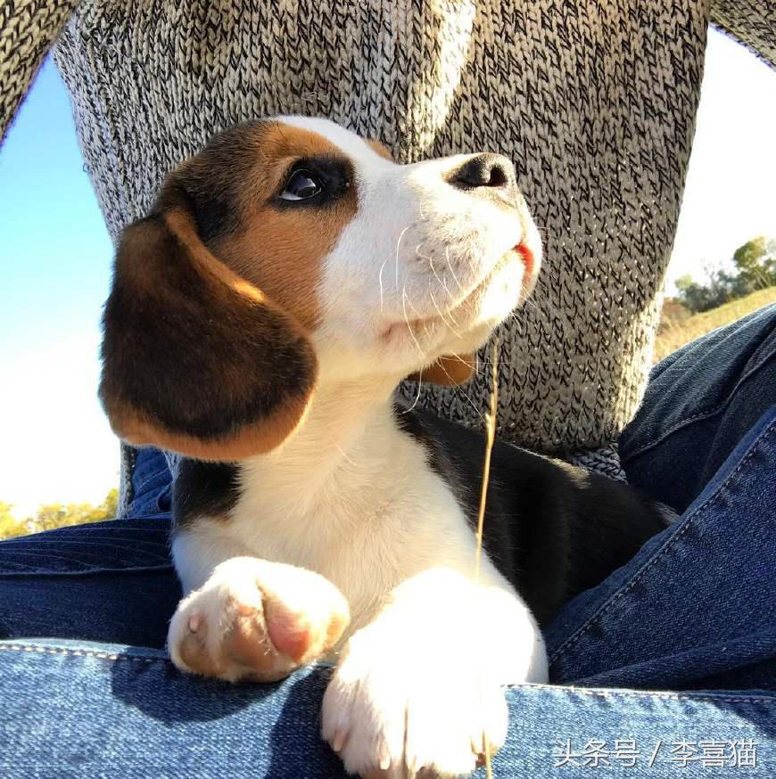 史努比狗是什么狗,史努比的原型是比格还是贝灵顿