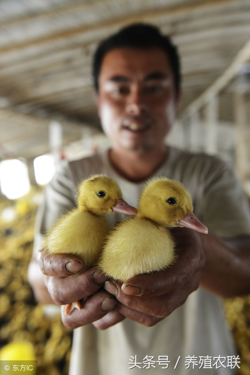 雏鸭饲养管理五注意，养鸭起步必读