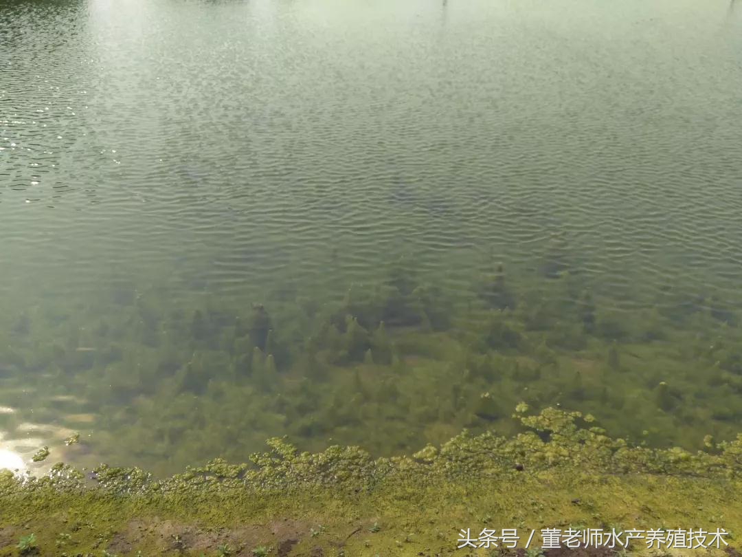 预防水缸青苔最有效的方法,池塘青苔治理用什么药