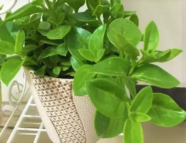 揪片叶子丢水里，呼啦啦长出一大片，开花了忒漂亮！