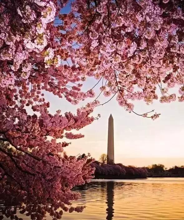 中国有哪些樱花好看,看樱花中国