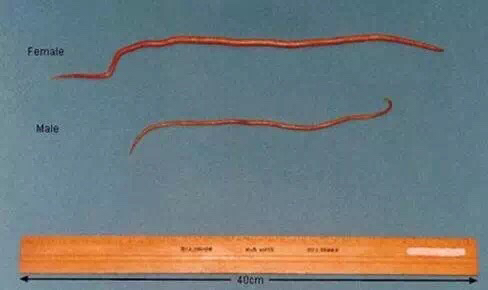 拉布拉多寄生虫,拉布拉多寄生虫会传染人吗