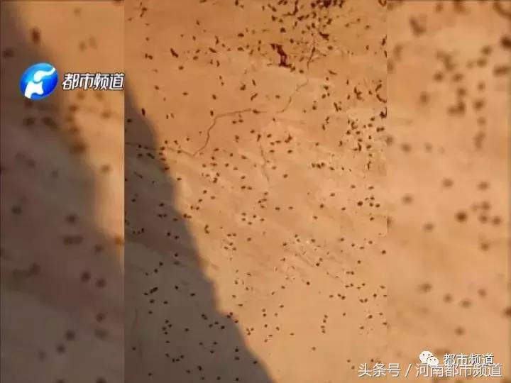 河南什么地方出现大量黑虫,河南村民发现红色线虫