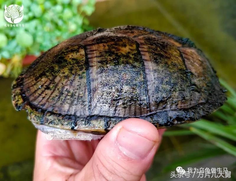 美文欣赏—头有斑、壳有纹、不加温、体型小，还不贵，它就是剃刀