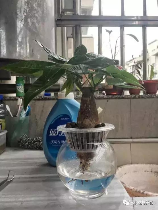 绿萝发财树杜鹃发黄萎蔫枯死，一个塑料袋就能救回！