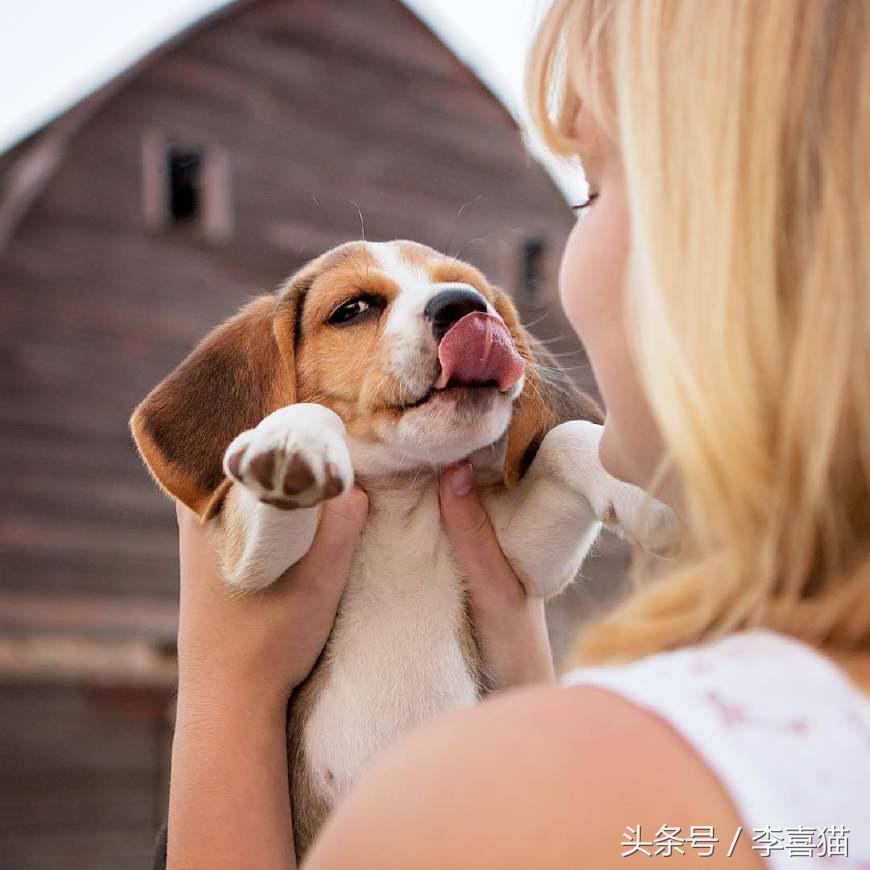 史努比狗是什么狗,史努比的原型是比格还是贝灵顿