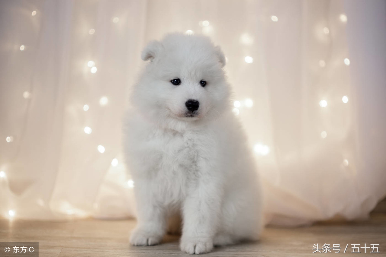 养萨摩耶日常生活,养了只萨摩耶好像不太聪明的样子